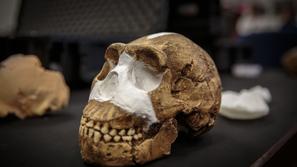 Nova vrsta človeka Homo naledi