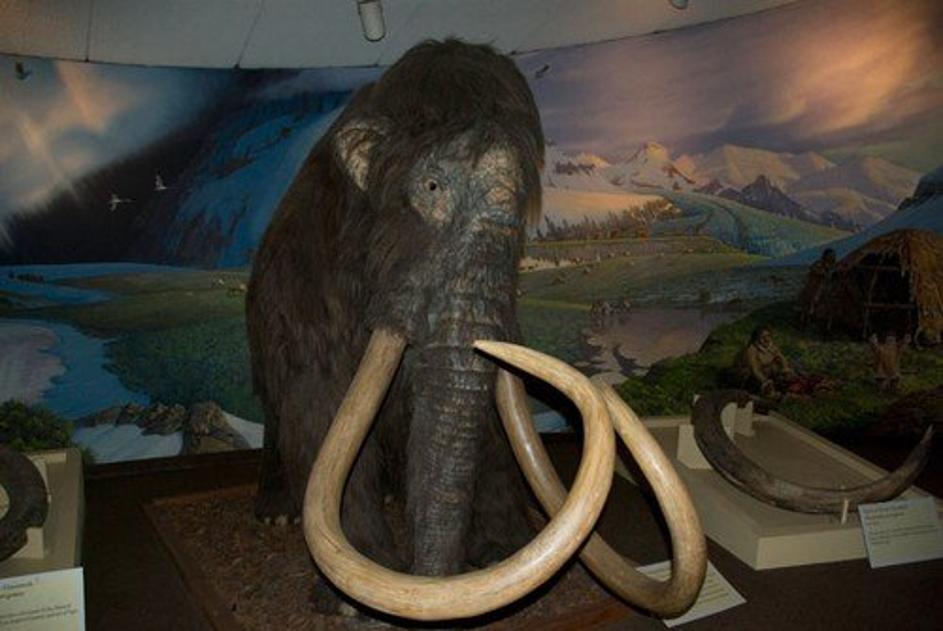 Mamut