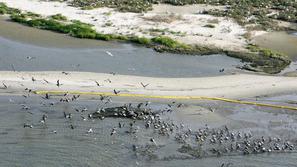 Številne ptice so ogrožene zaradi naftnega madeža. 