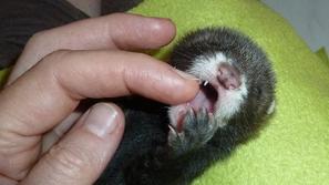 Stark - Društvo Zverinice