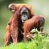 Borneo, orangutan