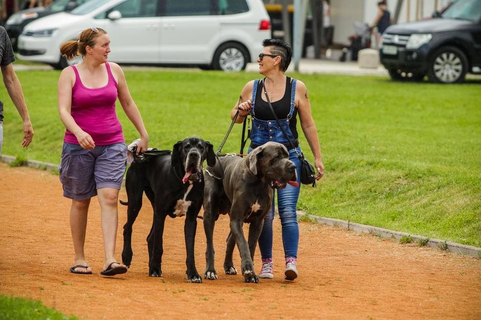 Festival za živali | Avtor: Saša Despot