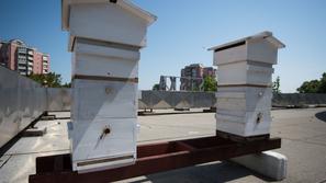 Peter Pečenko, urbani čebelar.