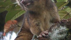 olinguito