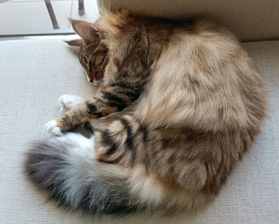 norveška gozdna mačka | Avtor: Teja Tegelj - Veloris