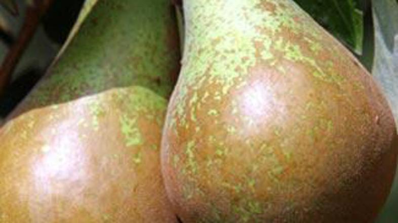 Od 31. marca do 10. aprila so prodali 5574 kilogramov spornih hrušk.