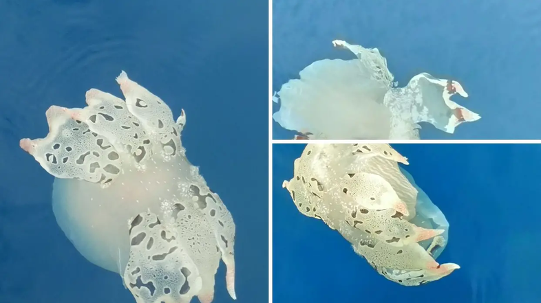 Tethys fimbria, morski polž