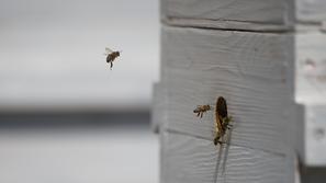 Peter Pečenko, urbani čebelar.