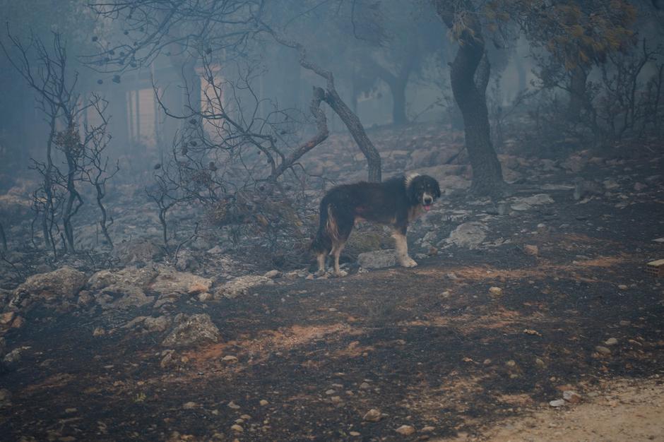 Požari v Grčiji | Avtor: Profimedia