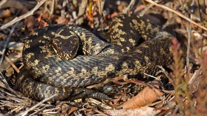 Vipera berus