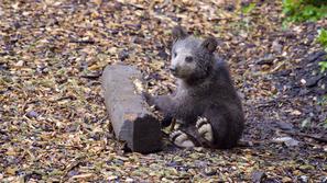 Medvedek Pombi, ZOO, živalski vrt Ljubljana