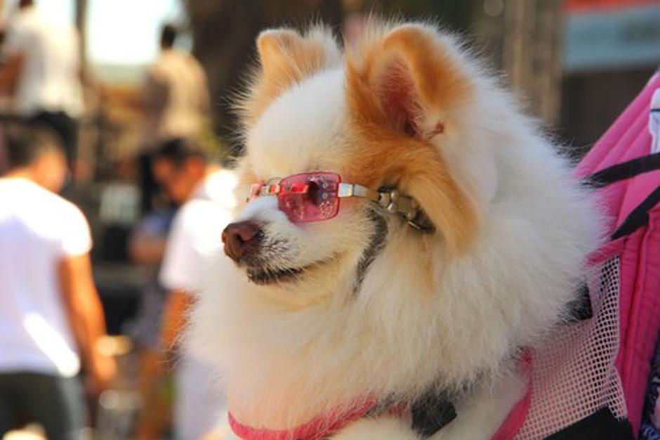 Festival za ljubitelje živali | Avtor: Profimedias