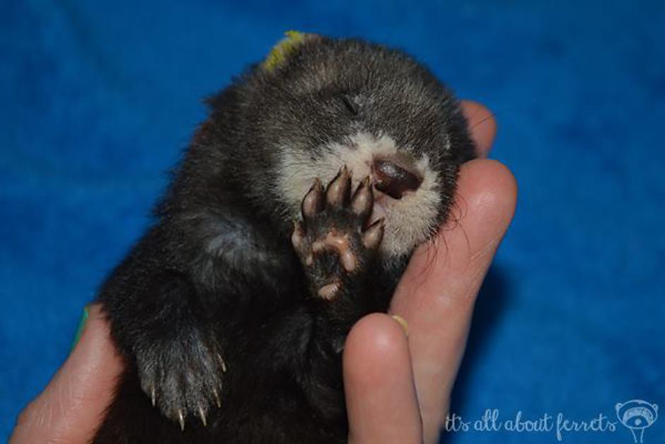 Dihurčki | Avtor: Maja Čonč