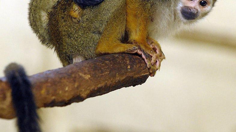 Dvoma ni več. Opice znajo računati. (Foto: EPA)