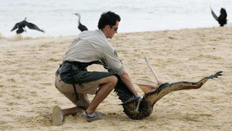 Na nenaseljenih otokih Chandeleur so že odkrili več ptic, ki se jim je perje zle