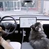 Tesla dog mode