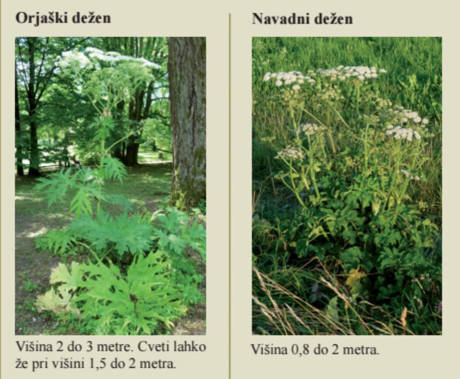 Orjaški in navadni dežen | Avtor: Thuja 2