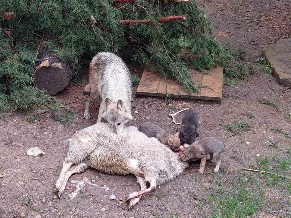 Prehranjevanje živali | Avtor: ZOO Ljubljana
