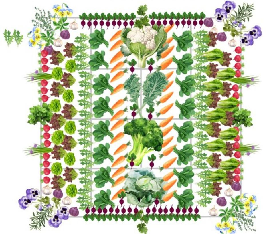 načrt zelenjavnega vrta | Avtor: Pinterest