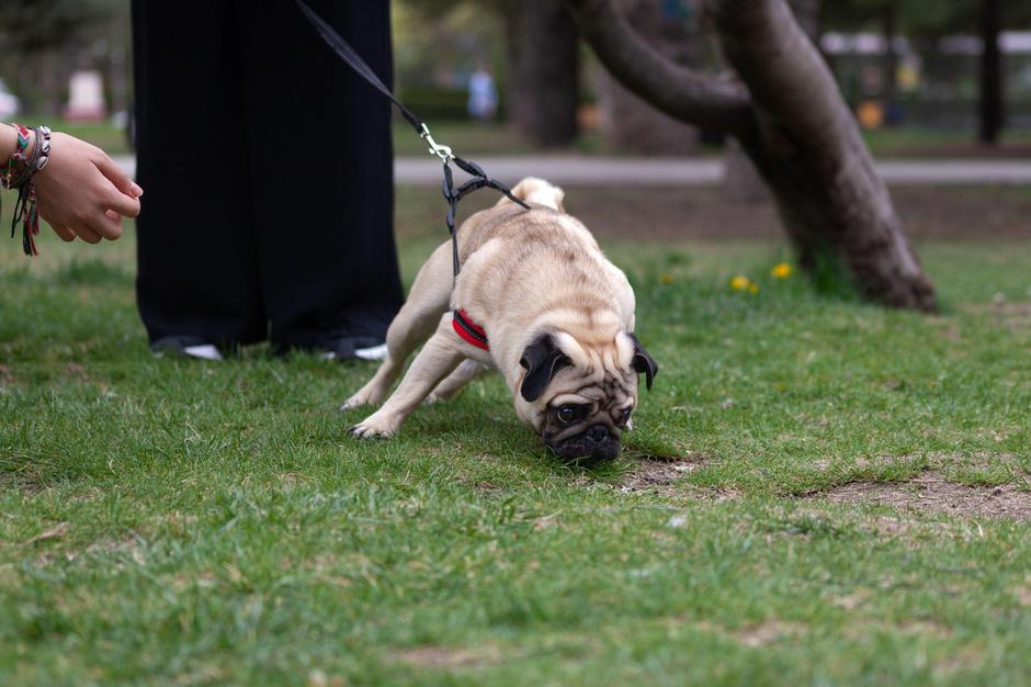 pes sprehod povodec | Avtor: Profimedia