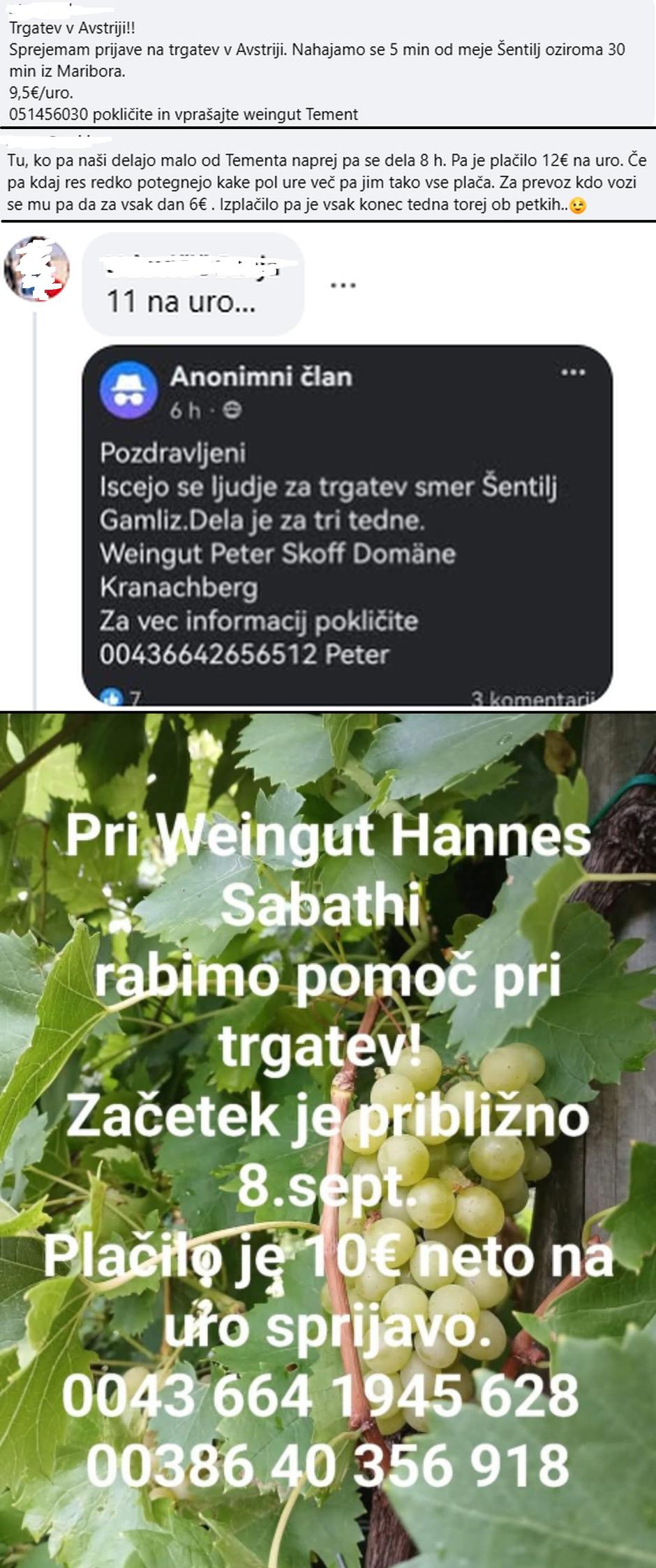 Trgatev Avstrija | Avtor: Facebook/Delo v Avstriji