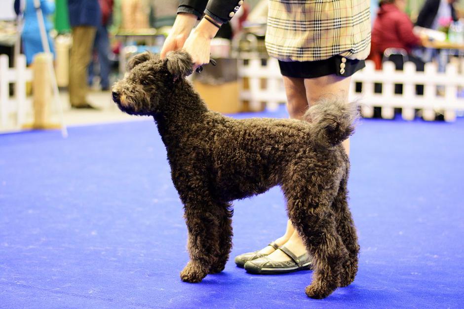 CACIB Vrtojba | Avtor: Katja Vogrinec