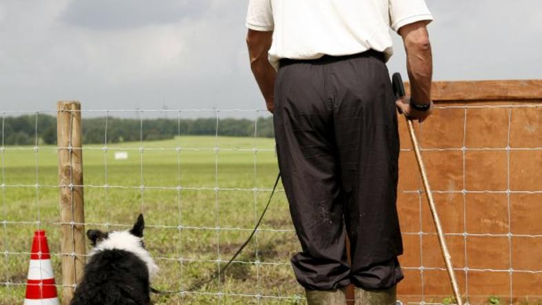 border collie, pes, Anglija