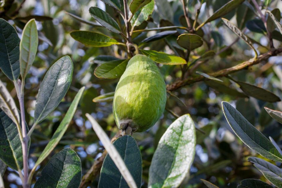 Feijoa