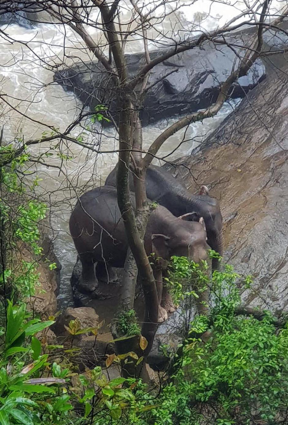 Sloni poginili Tajska | Avtor: Epa