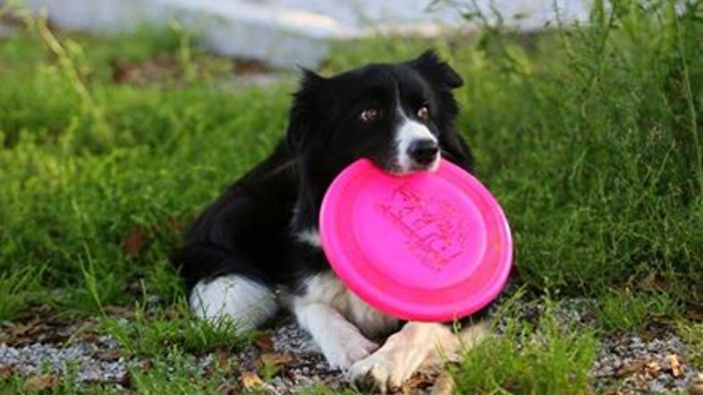 border collie