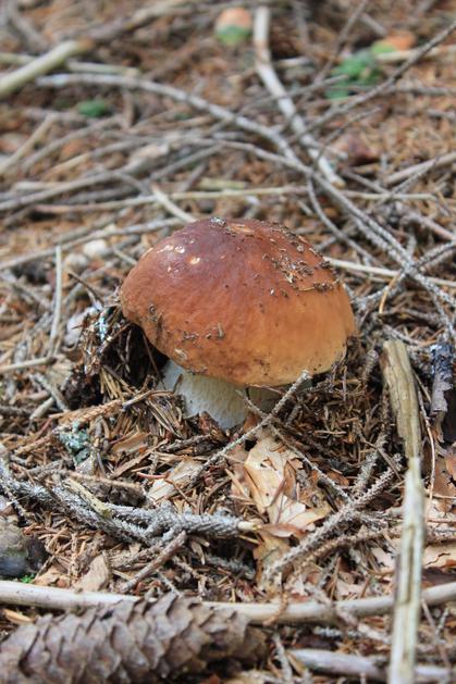 Gobe, jurček, Pokljuka, Triglavski narodni park