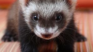 Dihurje je priporočljivo kastrirati čim pozneje, pravi Maja Čonč iz društva Zver