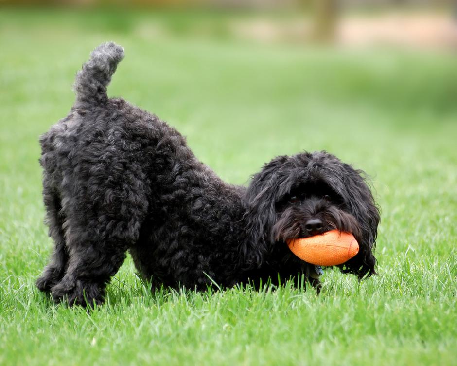 Slovenija 23.09.10, pes, kuza, foto: shutterstock | Avtor: Shutterstock