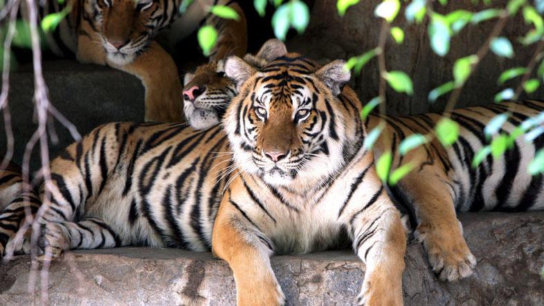 Slika je simbolična. (Foto: EPA)