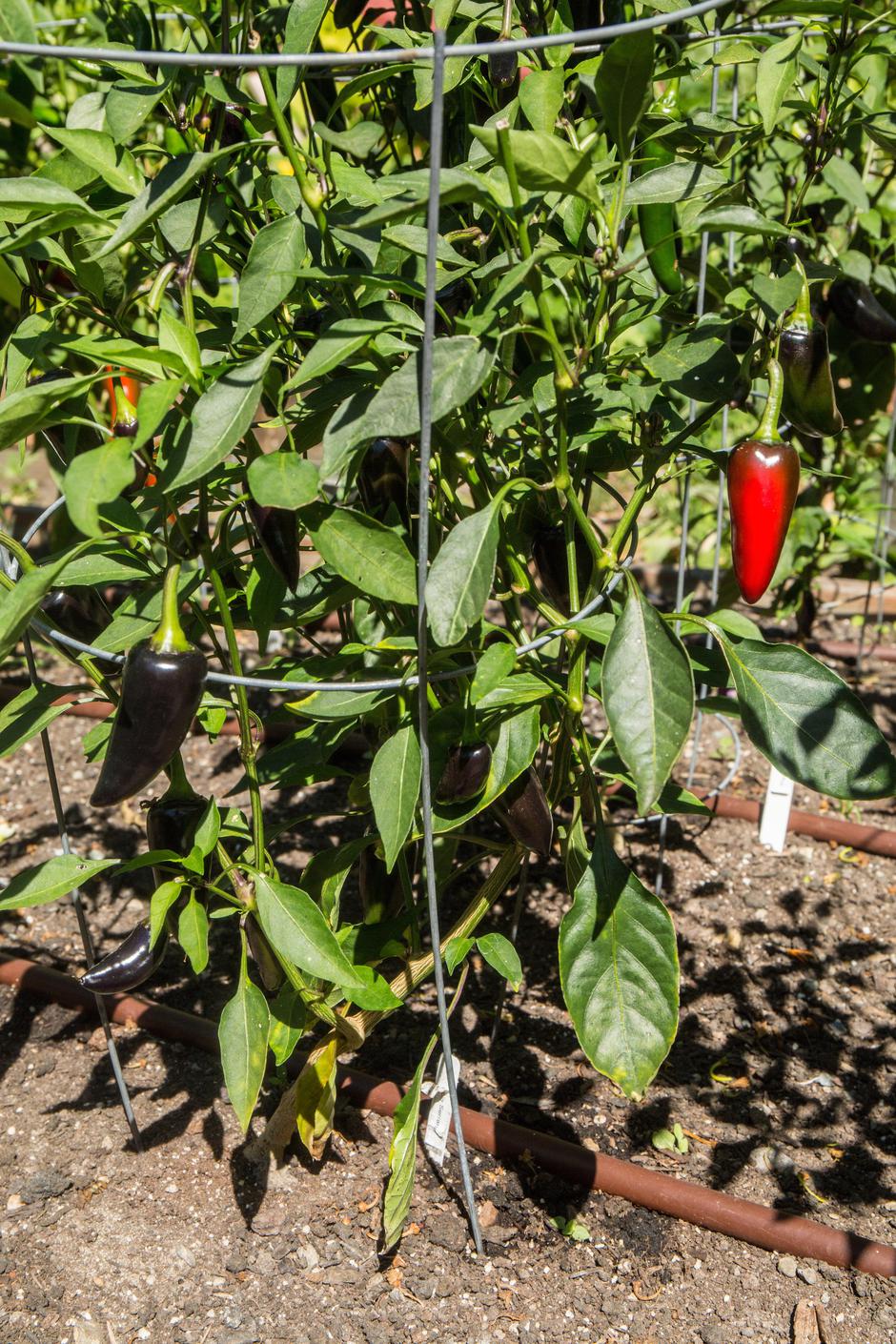 čili jalapeno | Avtor: Profimedia