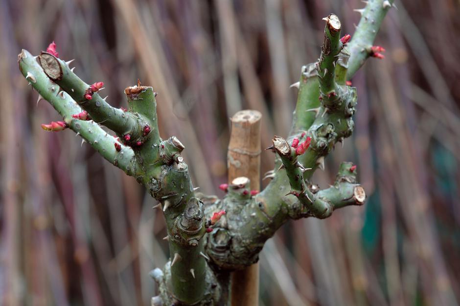 rez vrtnice | Avtor: Profimedia