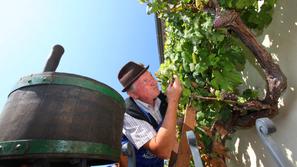 Trgatev Stare trte na Lentu