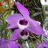 Dendrobium