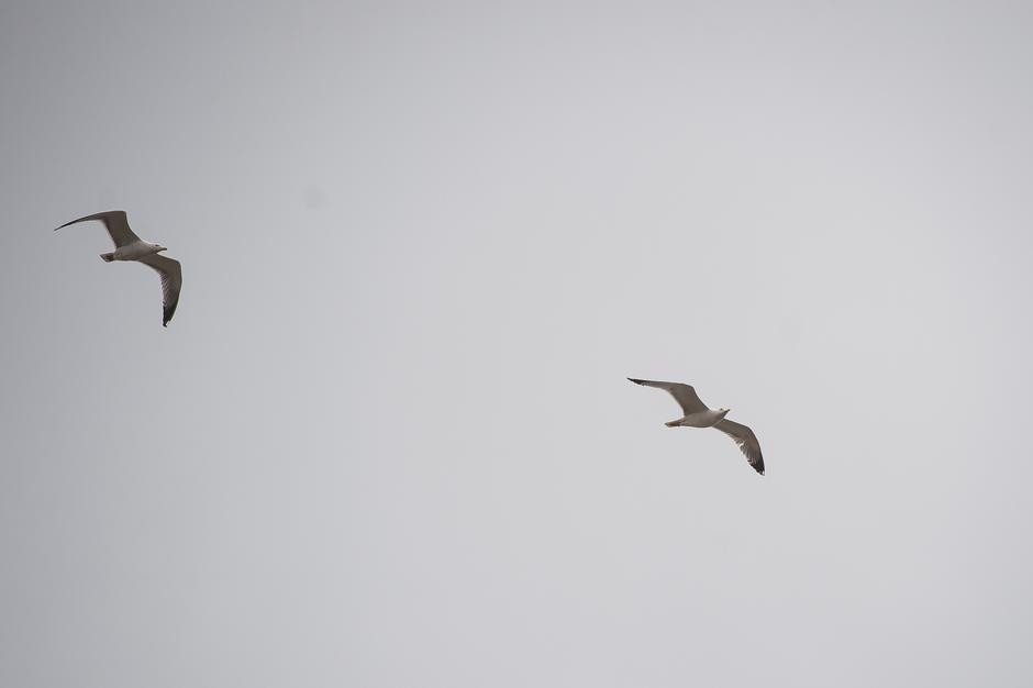 Rumenonogi galeb | Avtor: Anže Petkovšek