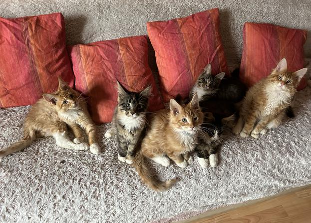 maine coon alison spačal