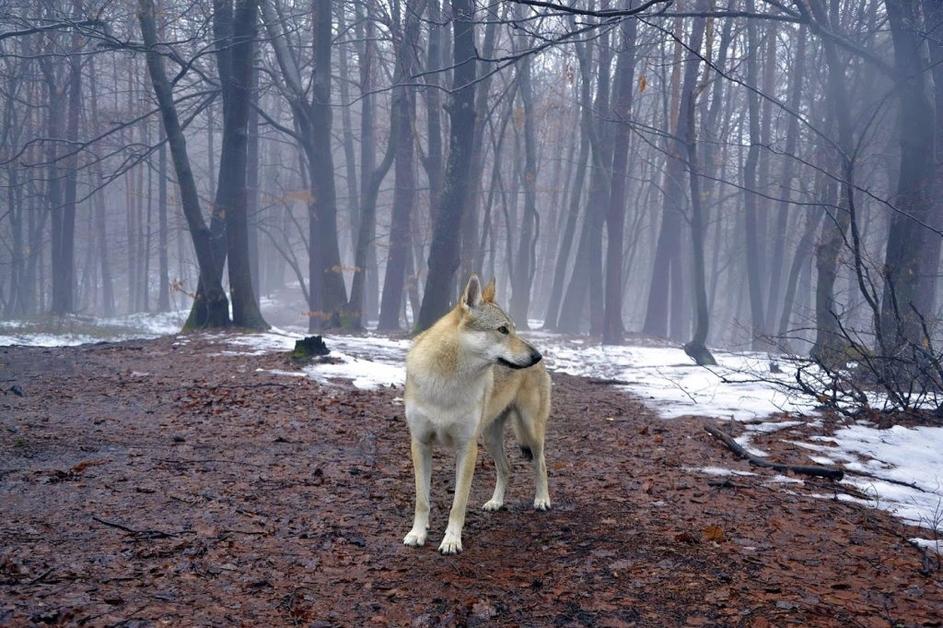 Češkoslovaški volčjak