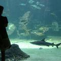 Obiskovalci letovišča Atlantis si lahko morske pse in ostale prebivalce akvarija