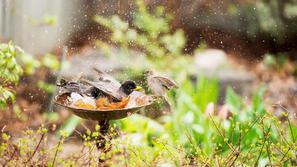 Ptica na napajališču