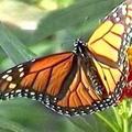 Monarh.