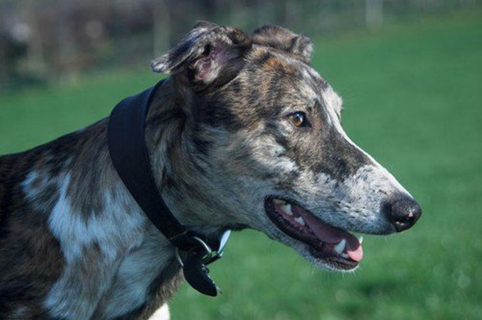 Lurcher | Avtor: Profimedia