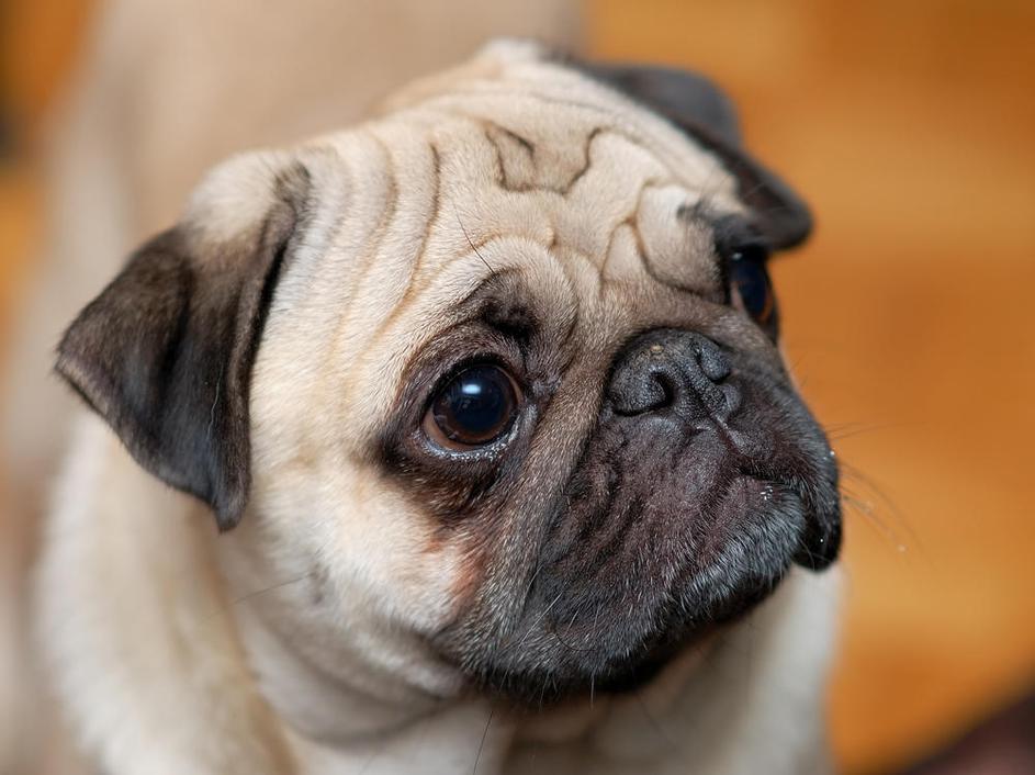 kuža, mops, ljubljenček