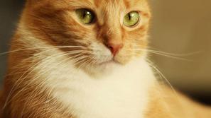 Slika je simbolična. (Foto: Shutterstock)