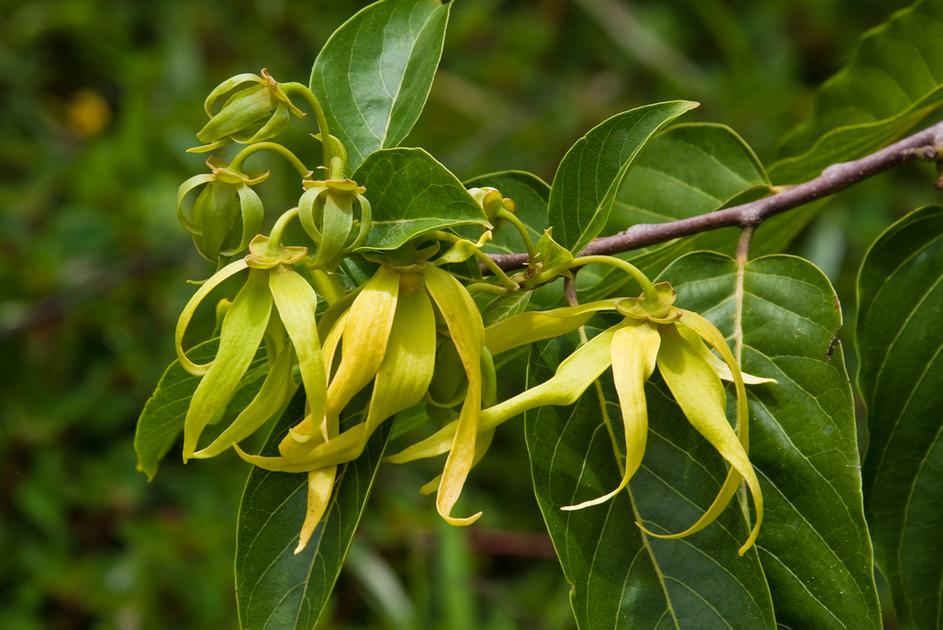 ylang ylang