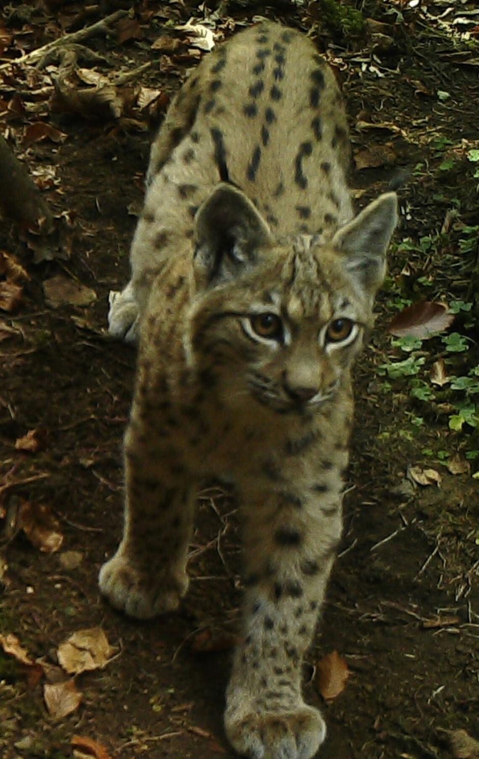 Ris Martin | Avtor: NP Risnjak