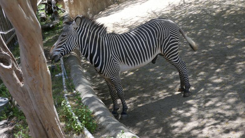 Zebra